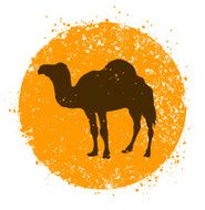 Camel N35