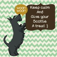 Scottish terrier N4