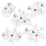 Apple tree flowers and leaves set contours