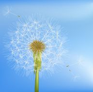 Dandelion N42