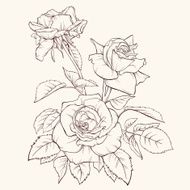 Rose flower Hand-drawn contour lines and strokes Element for design N4