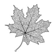 Maple Leaf N39
