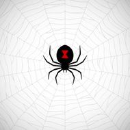 Spider on web N3