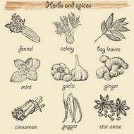 Herbs And Spices N3