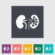 Human Kidney N7