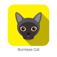 Burmese Cat Cat breed face cartoon flat icon design N2