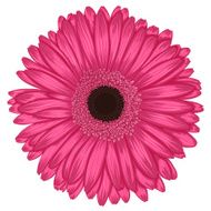Beautiful pink gerbera isolated on white background N2