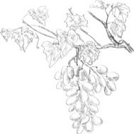 Grape drawing
