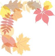 autumn leaves N113