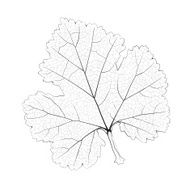 Isolated vector monochrome currant leaf N2