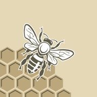 Bee and honey N7