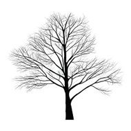 Trees with dead branch N160