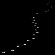 Trace of dog leading far away N2