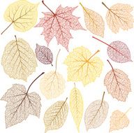 Autumn leaves with streak