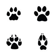 cat jaguar dog fox footprint
