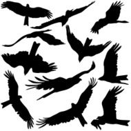 Set black silhouettes of prey eagles