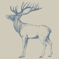 Deer N63