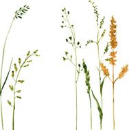 Silhouettes of flowers and grass N79