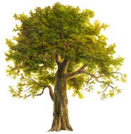 oak N7