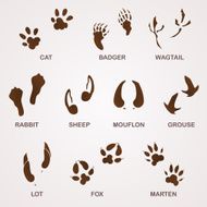 Wildlife Tracks