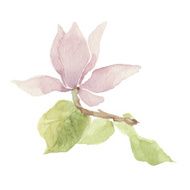 Magnolia isolated on a white background Vector watercolor hand drawn illustration