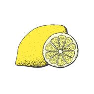 Hand drawn vintage style lemon and a segment of