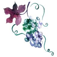 Painted watercolor grape N2