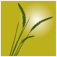 Wheat Grass Plant Illustration 2
