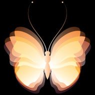 butterfly N159