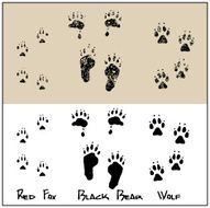 Red Fox - Black Bear Wolf