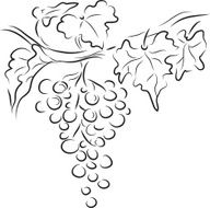 grape N20