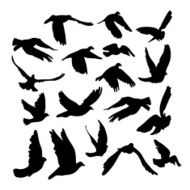 Flying Doves and pigeons set for peace concept wedding design