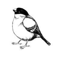 Vector hand drawn bullfinch bird isolated on white