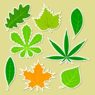 Leaves of different plants N2
