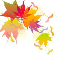 Autumn Maple Leaves Background N5