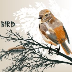Colored bird sit on a branch tree N2