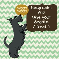 Scottish terrier N4