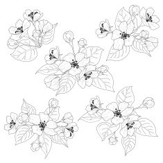 Apple tree flowers and leaves set contours