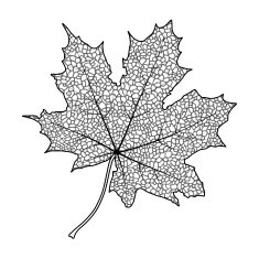 Maple Leaf N39