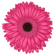 Beautiful pink gerbera isolated on white background N2