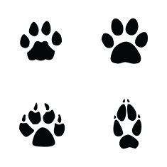 cat jaguar dog fox footprint