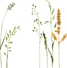 Silhouettes of flowers and grass N79