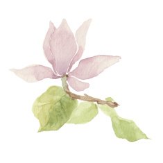 Magnolia isolated on a white background Vector watercolor hand drawn illustration