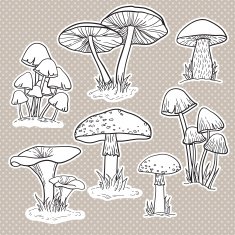 Vector set with mushrooms N3