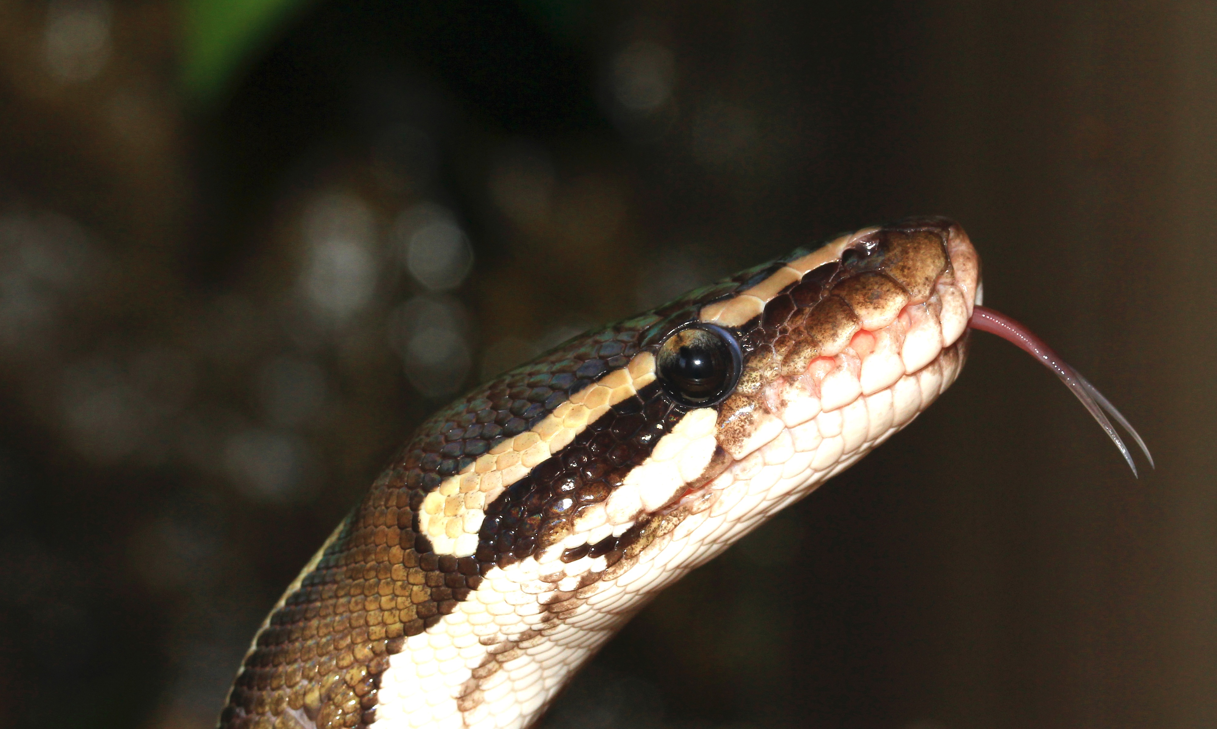 Ball python snake tong free image download