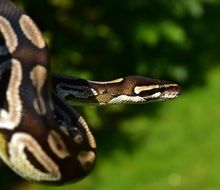 Picture of snake