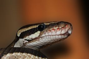 snake on a blurred background
