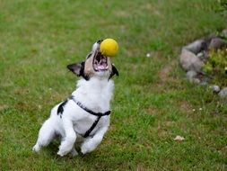 dog is catching the ball