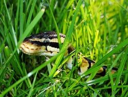 snake ball python