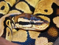 golden python in terrarium